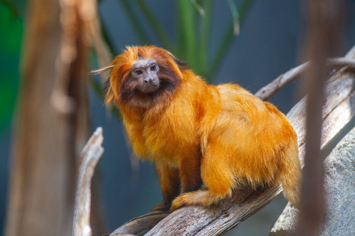 A golden lion tamarin in profile on a branch, orange mane lit from the left, tail extended, body set forward.